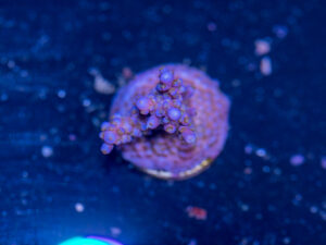 Acropora - Fireworks