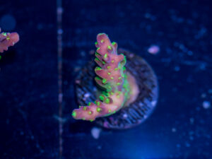 Acropora - Dragon Fruit