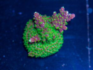 Acropora - Dragon Fruit