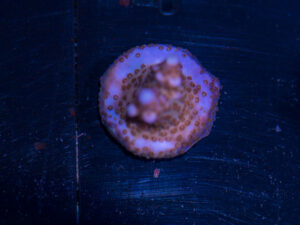 Acropora - Fireworks