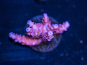 Acropora - Fireworks