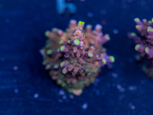 Acropora - Bandit Galaxy