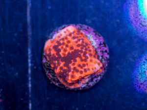 Montipora - Superman