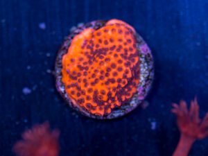 Montipora - Superman