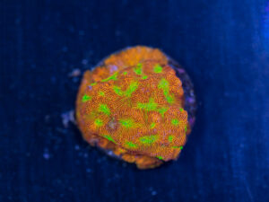 Leptoseris - Jack O Lantern