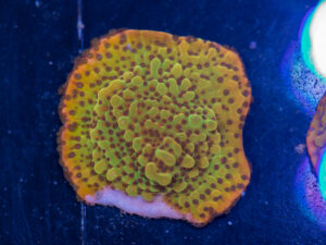 Montipora - Phoenix Danae