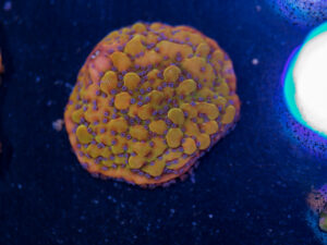 Montipora - Phoenix Danae