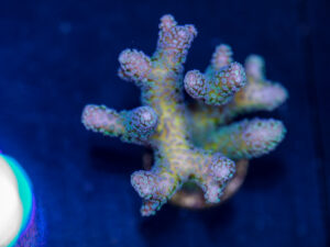 Birdsnest - Bird of Paradise