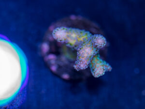 Birdsnest - Bird of Paradise