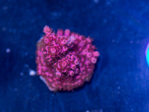 Acropora - Pink Table