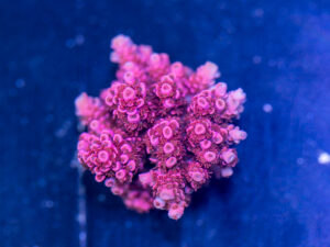 Acropora - Pink Table