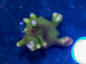 Montipora - Green Digitata