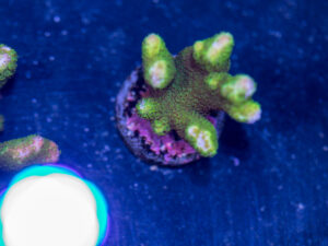 Montipora - Green Digitata