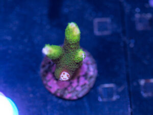 Montipora - Green Digitata