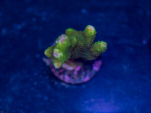 Montipora - Green Digitata