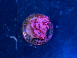 Acropora - Cotton Candy Carnage