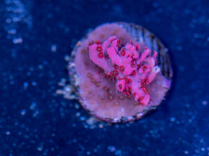 Acropora - Cotton Candy Carnage
