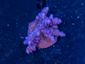 Acropora - Fireworks