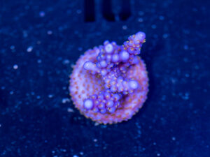 Acropora - Fireworks