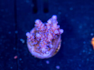 Acropora - Fireworks