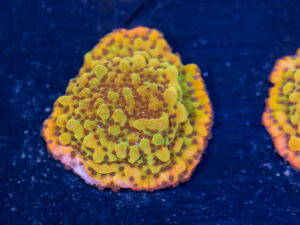 Montipora - Phoenix Danae
