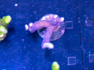 Montipora - Purple Digitata