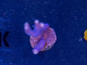 Montipora - Purple Digitata