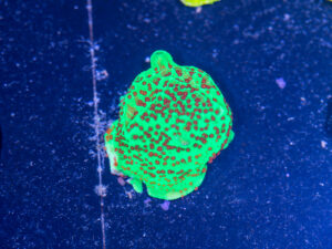 Montipora - Chilli Pepper