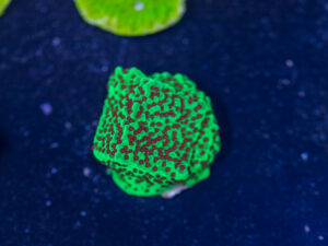 Montipora - Chilli Pepper