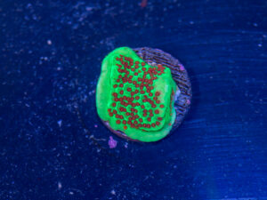 Montipora - Chilli Pepper