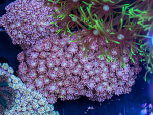 Goniopora - LA Laker