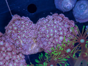 Goniopora - LA Laker