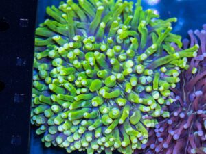 Heliofungia - Sun God