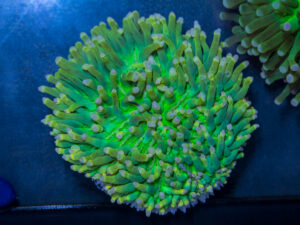 Heliofungia - Sun God