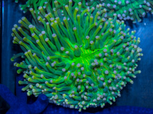 Heliofungia - Sun God