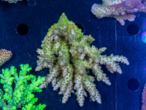 Acropora