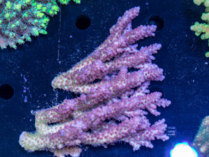 Acropora