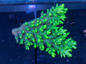 Acropora