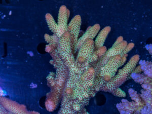 Acropora