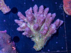 Acropora
