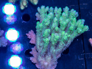 Acropora