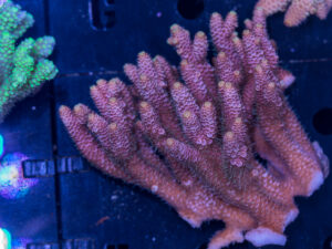 Acropora