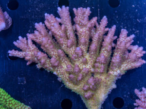 Acropora