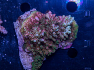 Acropora