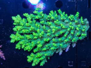 Acropora