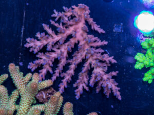 Acropora