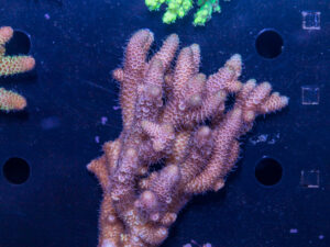 Acropora