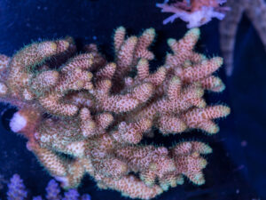 Acropora