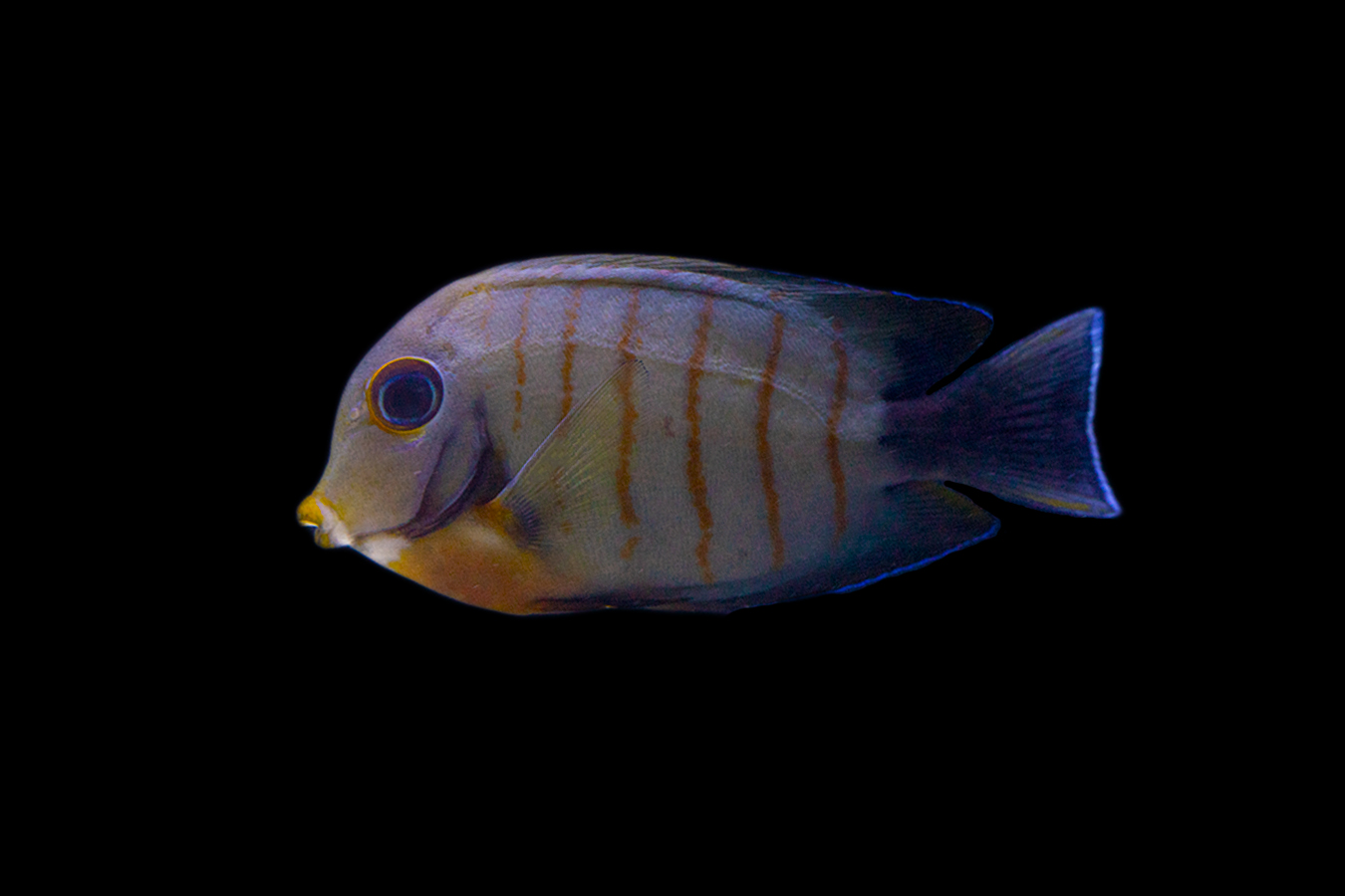 Mimic Eibli Tang 1 Mimic Eibli Tang