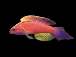 Rose Band Fairy Wrasse